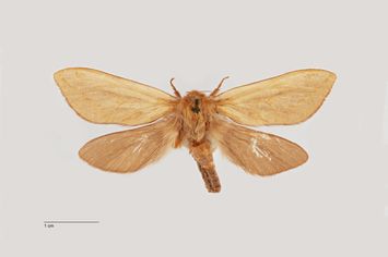 Vorschaubild Hepialus humuli thulensis f. uniformis Bytinski-Salz, 1939